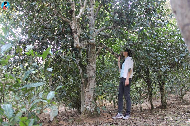 這座寨子至今已有1300多年的歷史，是最古老茶農濮人的后裔